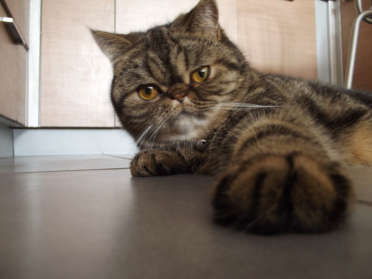 Fat in Pet Food: Sources, Roles and the Omega Balance That Matters