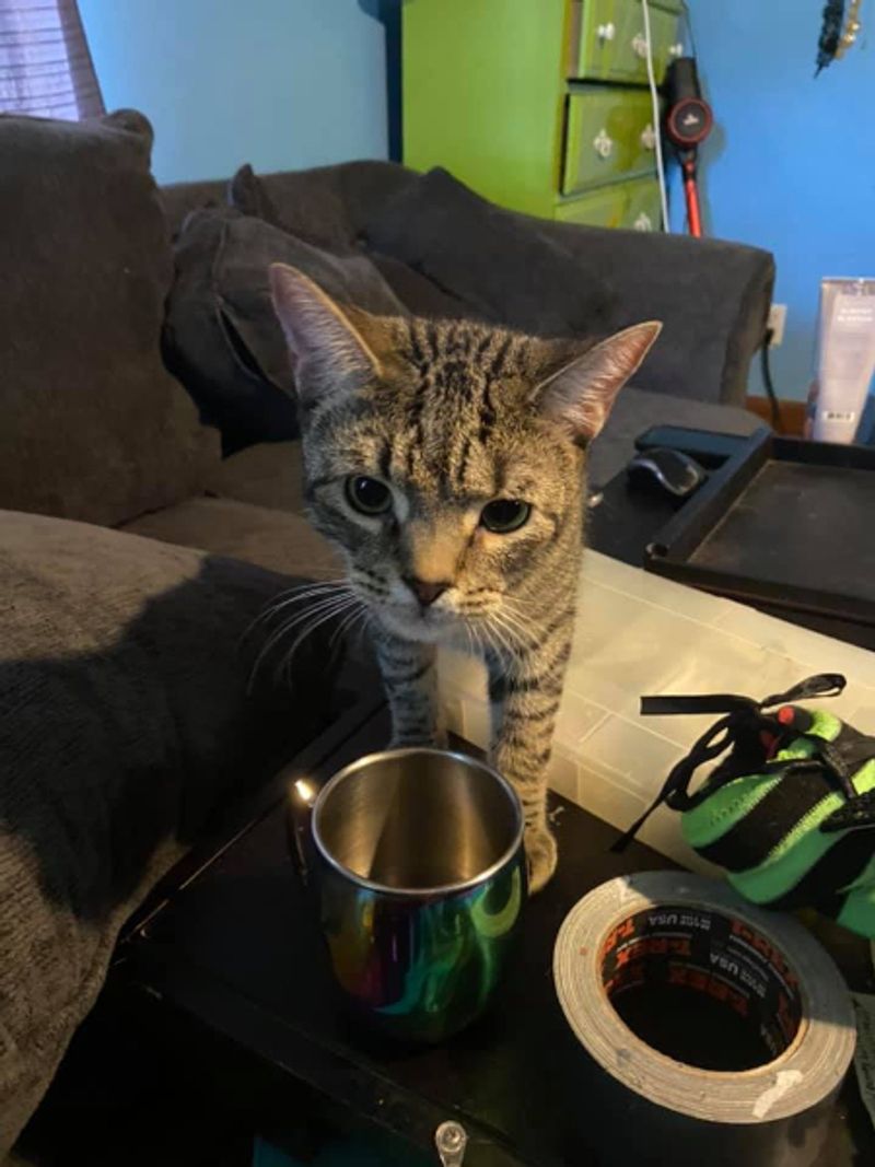 Gentle Play for Senior Cats: Adjusting Games for Aging Joints