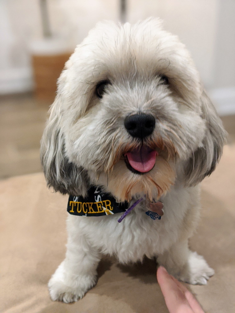 Teaching Your Dog Their Name: The First Cue That Makes Every Other Cue Work