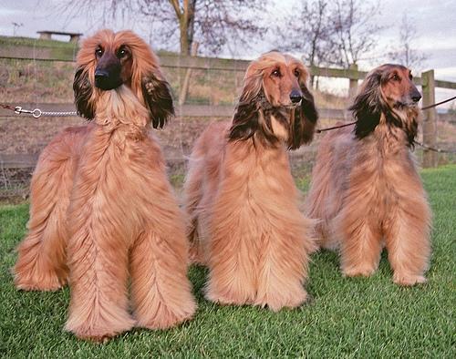 Matted Fur in Dogs and Cats: How to Loosen Mats Safely and Prevent the Next One