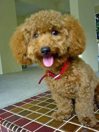 Your Pet's First Grooming Appointment: Preparing a Dog or Cat for the Salon
