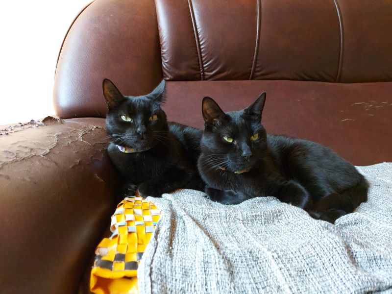 Pet Doors and Cat Flaps: Teaching Your Pet to Use Them Safely