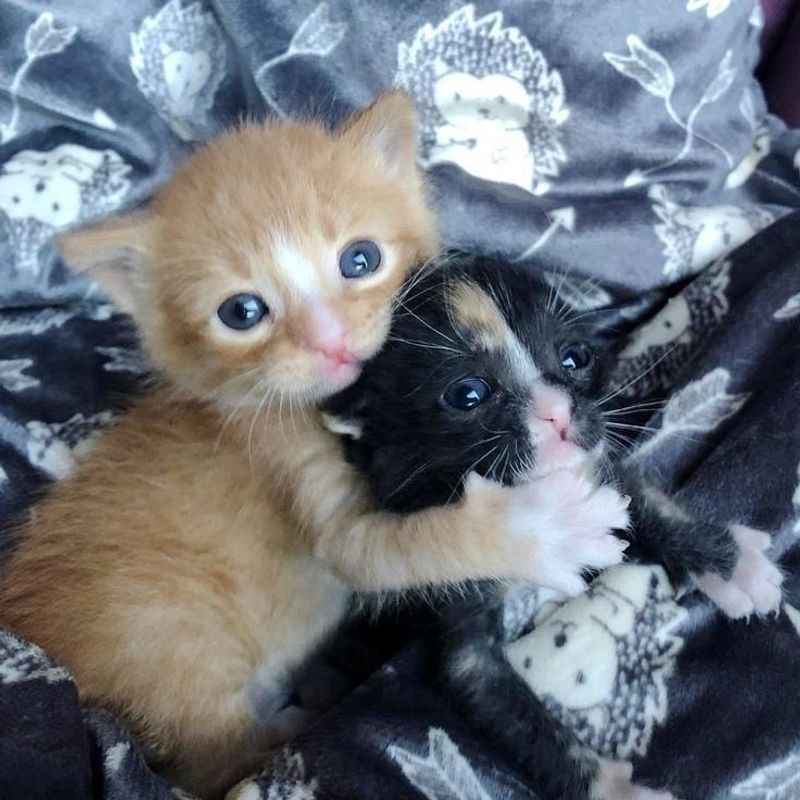 The Ride Home: Bringing a New Puppy or Kitten Home Safely