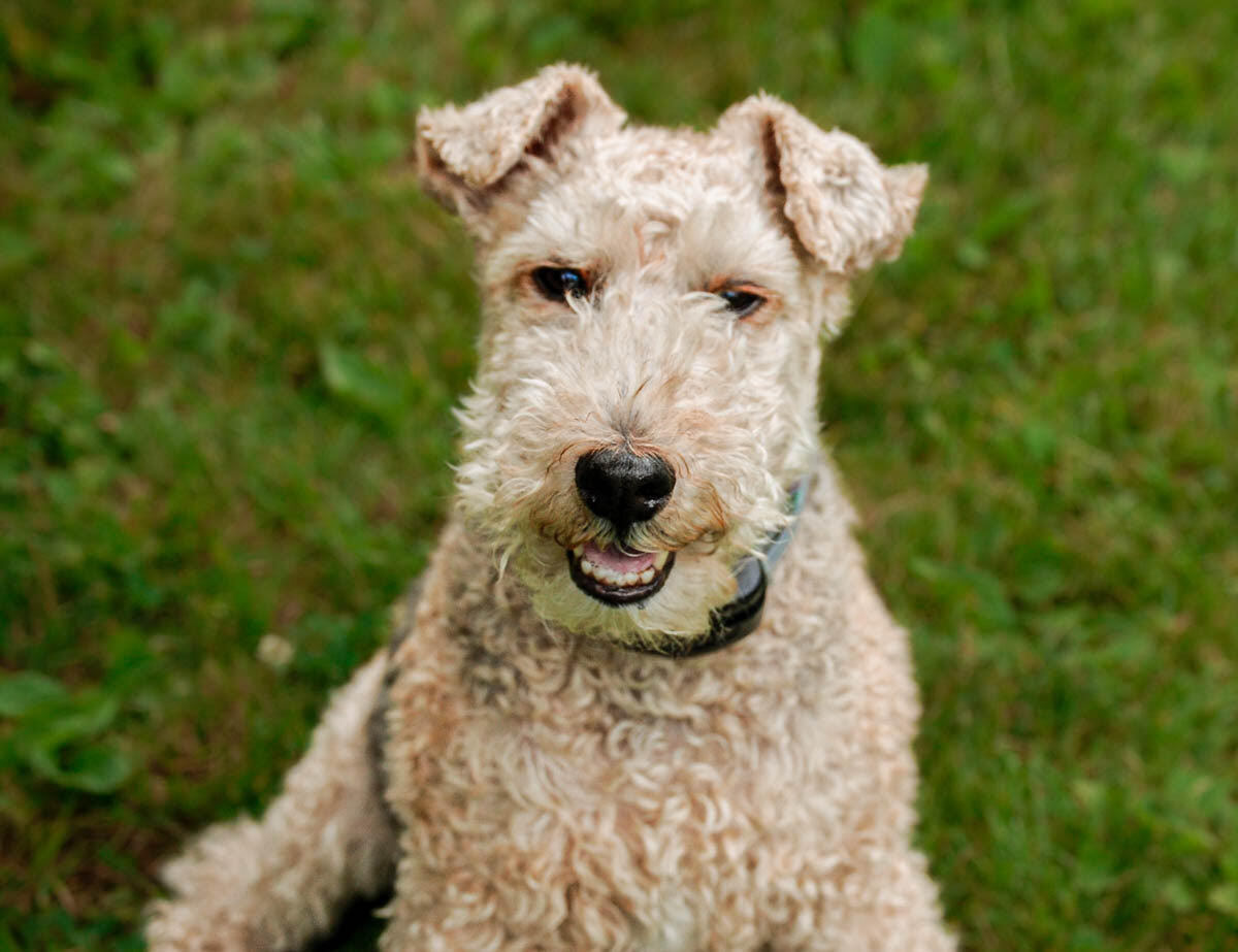 Taking Your Dog to a Dog-Friendly Cafe: Prep and Etiquette