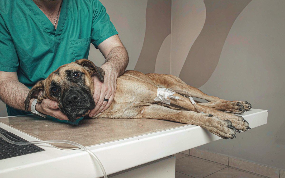 Addison's Disease in Dogs: The Great Pretender That Mimics Everything Else
