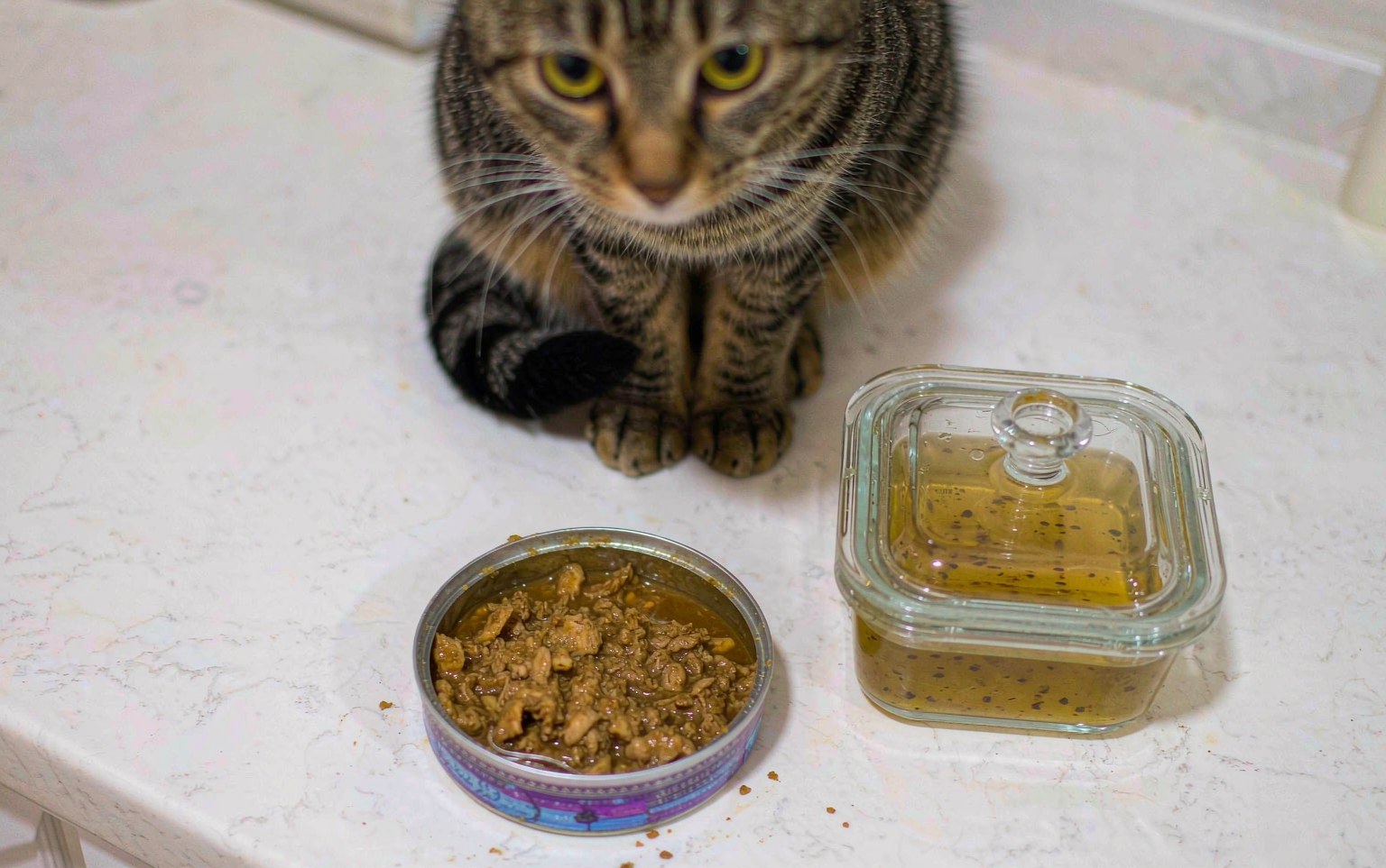 After the Can Is Opened: Storing Wet Pet Food Safely