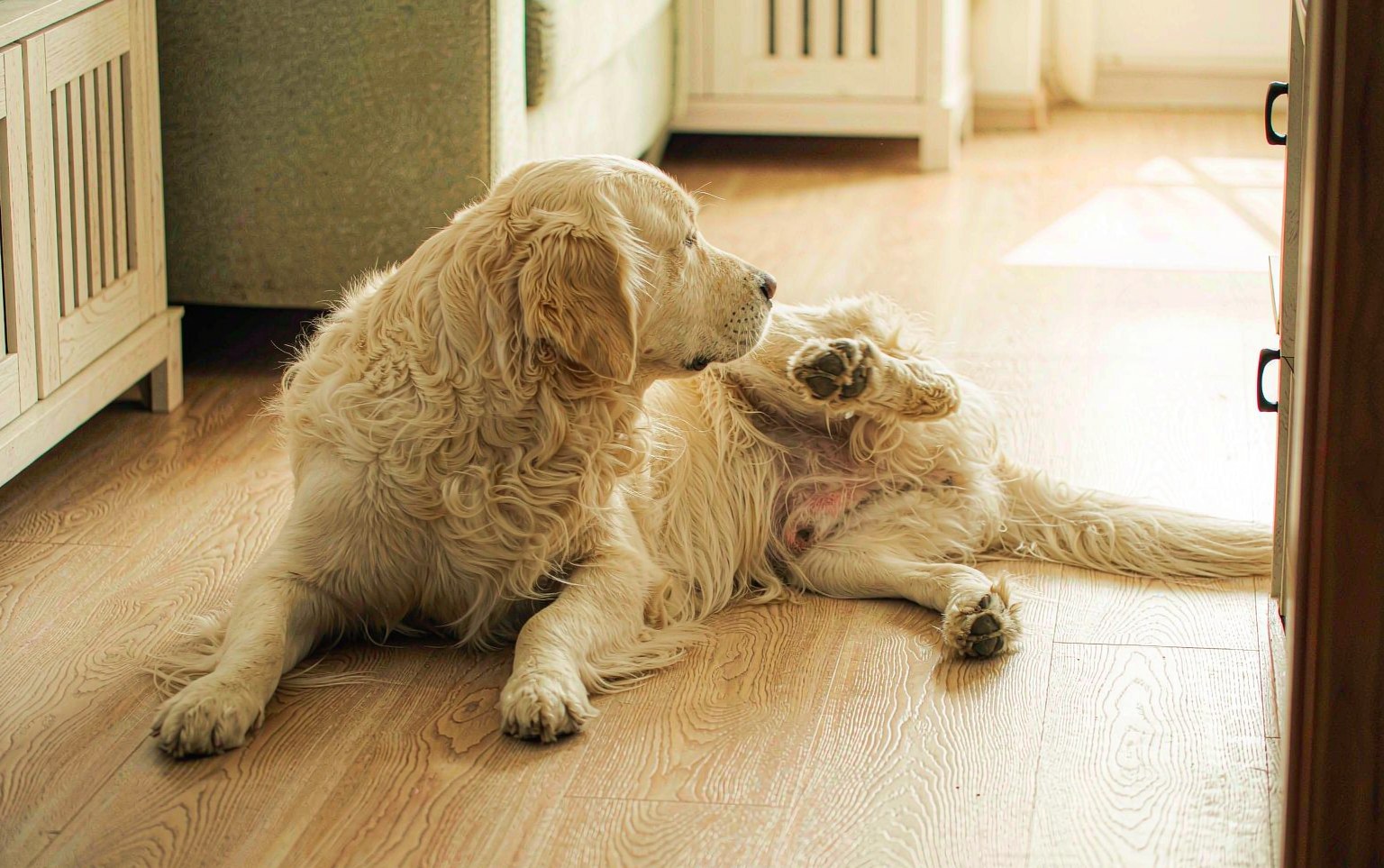 Atopic Dermatitis in Dogs: Managing the Itch That Never Stops