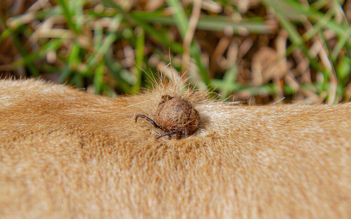 Babesiosis in Dogs: The Tick-Borne Parasite That Attacks Red Blood Cells