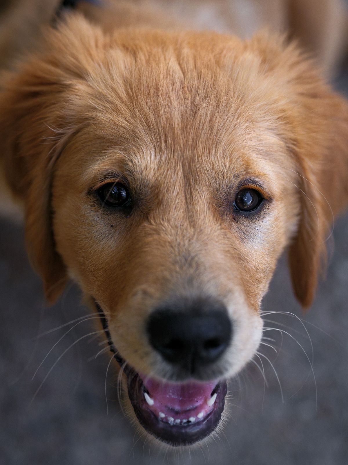 Canine Influenza (Dog Flu): Signs, Home Care, and Prevention