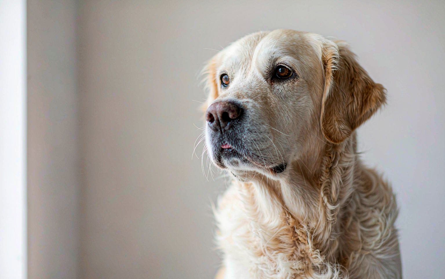 Cataracts in Dogs: Stages, Causes, and When Surgery Restores Sight
