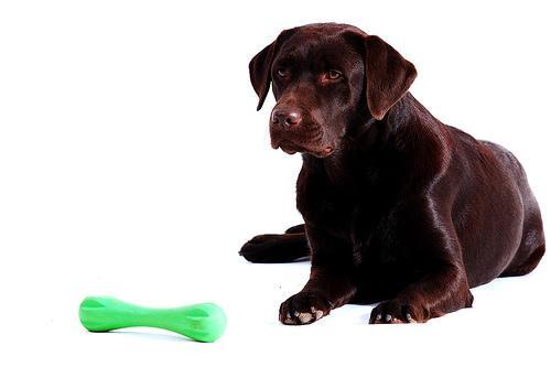 Cooperative Care: How to Teach Your Dog to Say Yes and No to Handling
