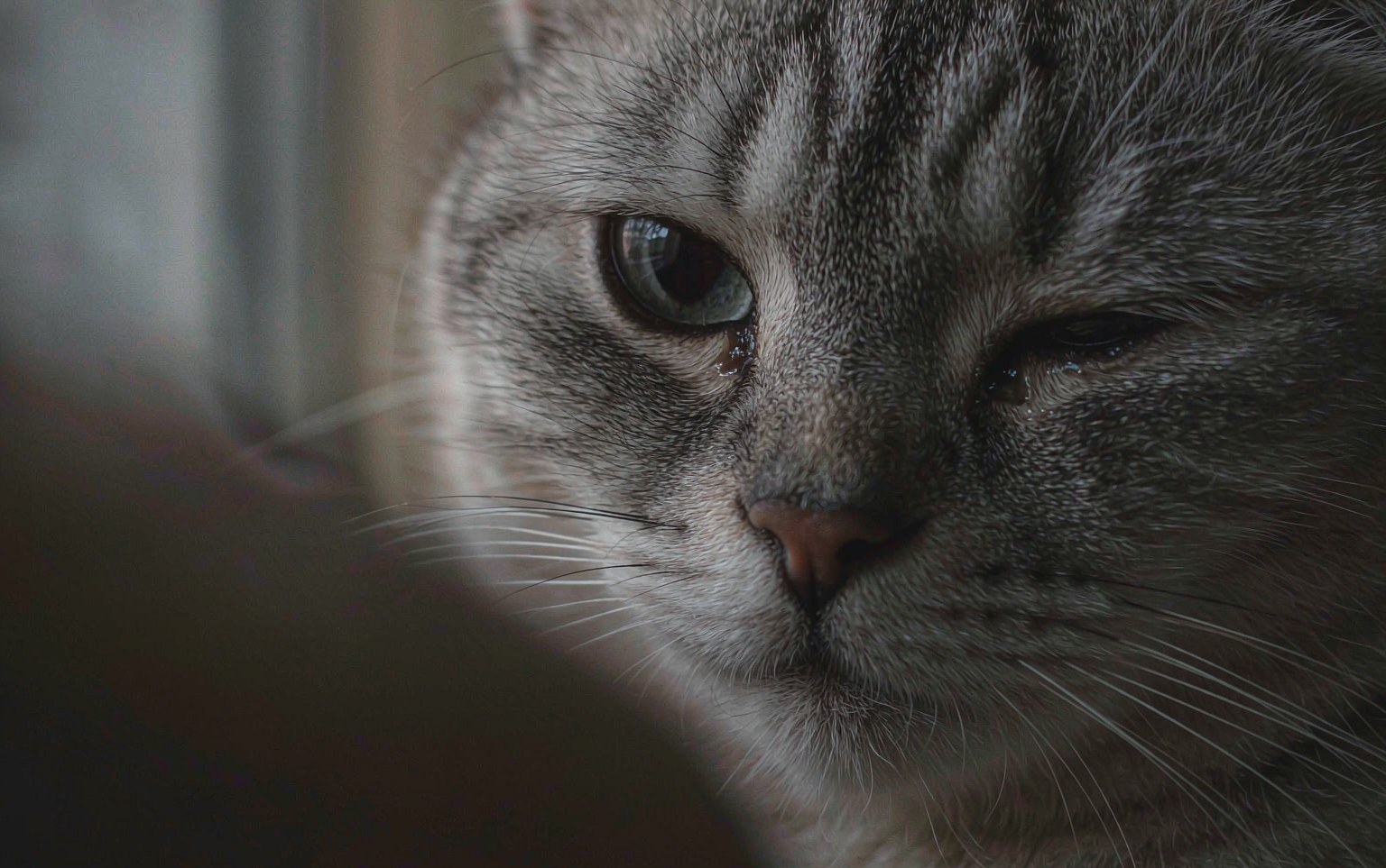 Corneal Ulcers in Dogs and Cats: Why a Scratched Eye Is an Emergency