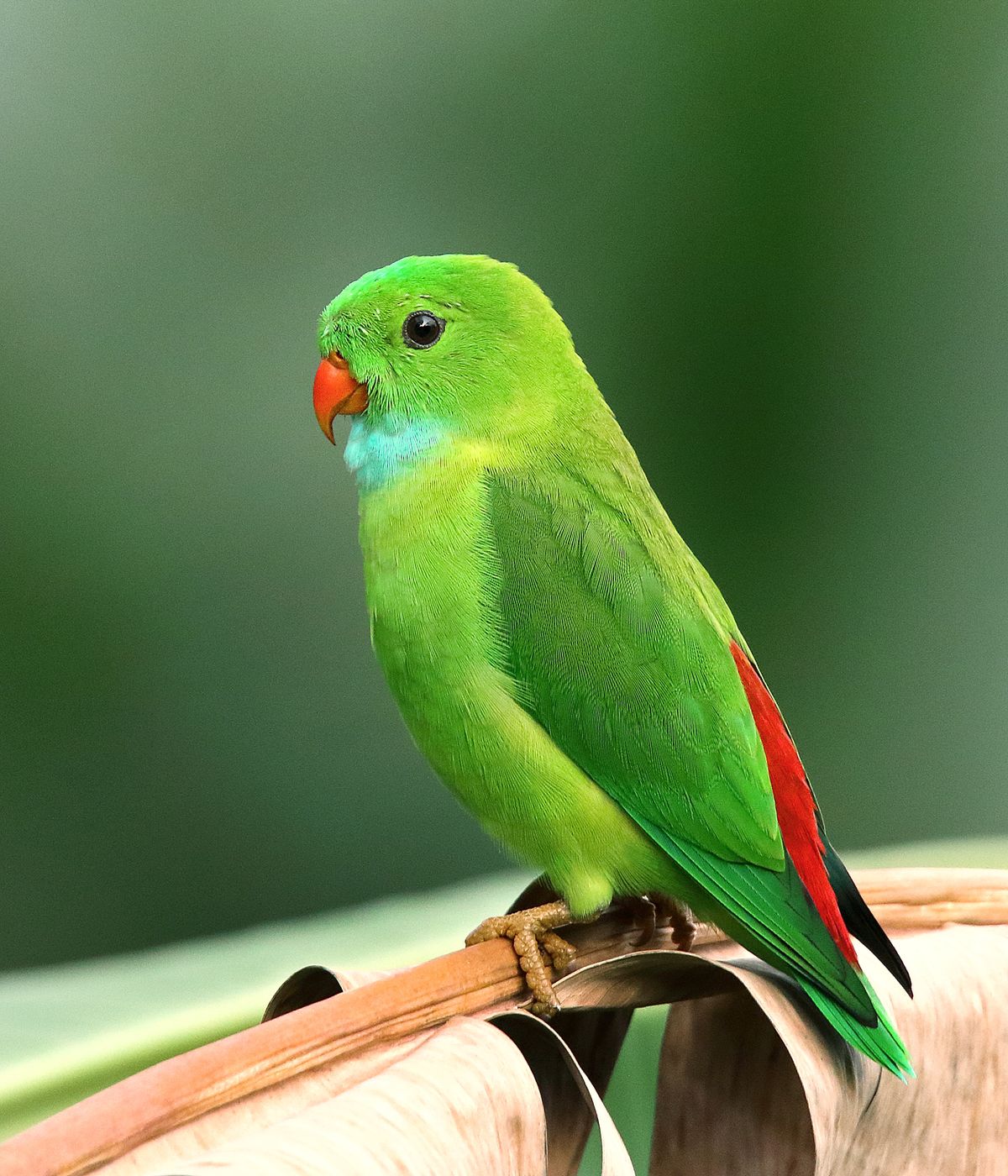 Crop Stasis (Sour Crop) in Pet Birds: Signs, Treatment, and Prevention