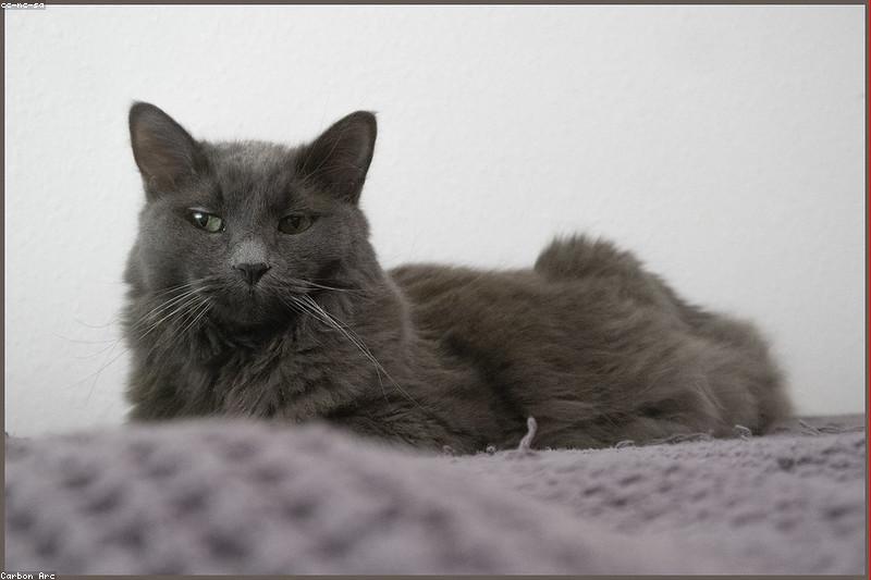家里有老人，适合养猫吗？健康好处、安全改造与相处分寸一篇讲清