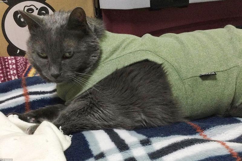 猫一看见猫包就消失？六步训练让它自愿走进去