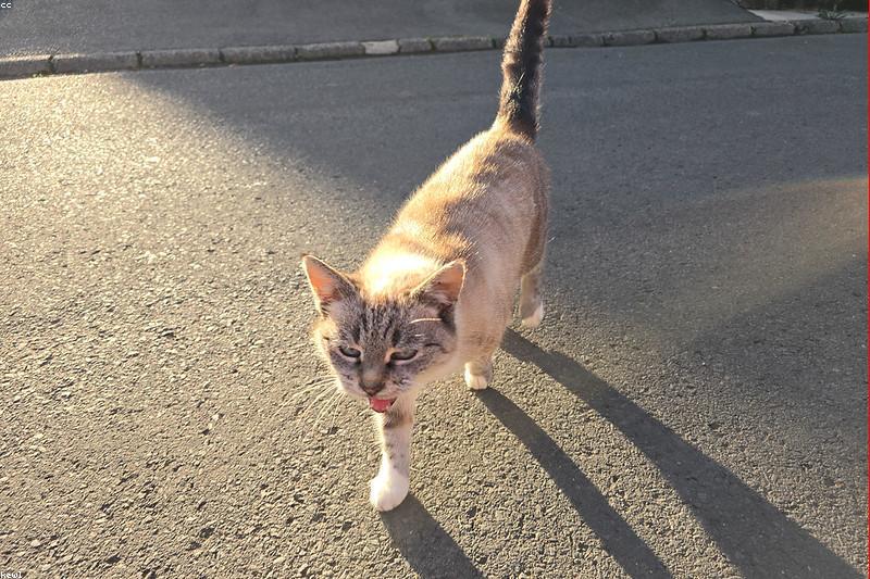 猫听得懂自己的名字吗？教它「一叫就过来」的完整流程