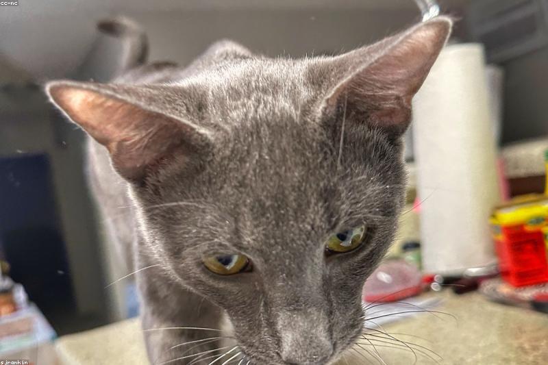 猫咪也能学把戏：响片训练从零开始的四周计划