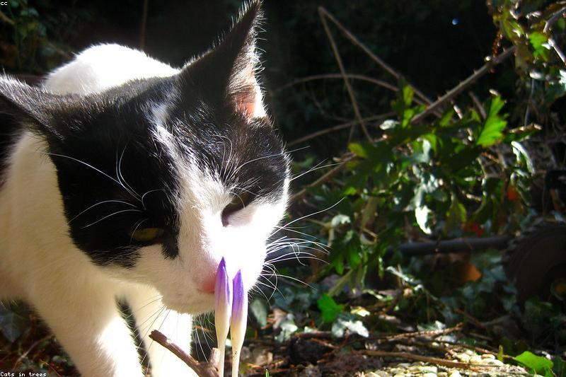 猫的鼻子比人灵十几倍:读懂它的气味世界,避开家里的「气味雷区」