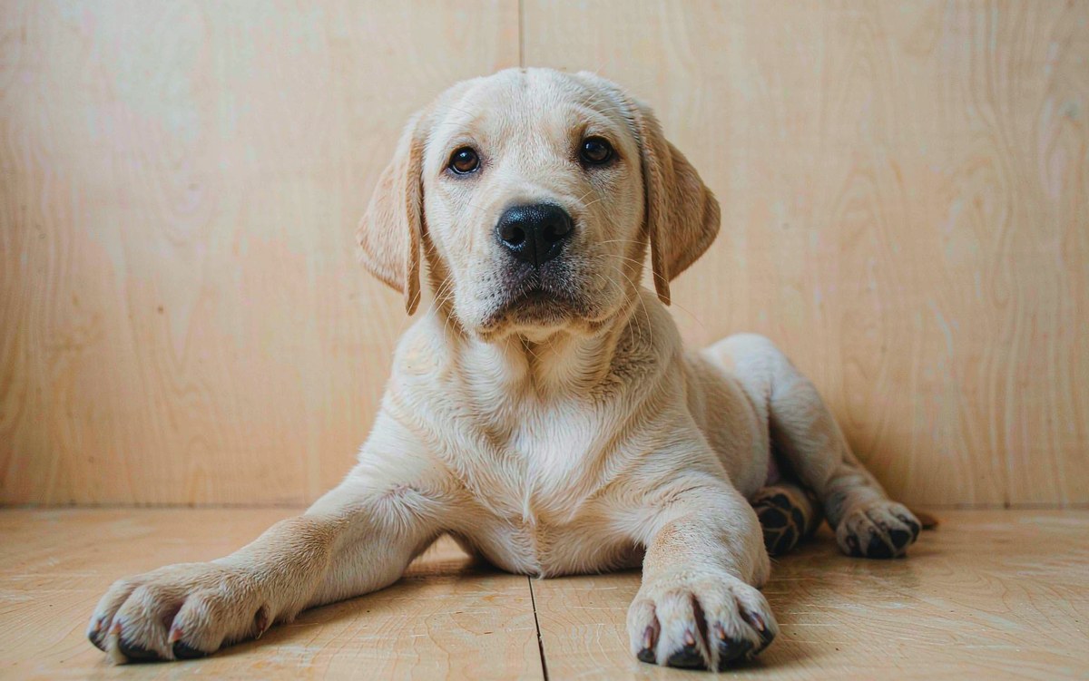 Elbow Dysplasia in Dogs: Why Young Large Breeds Limp on a Front Leg