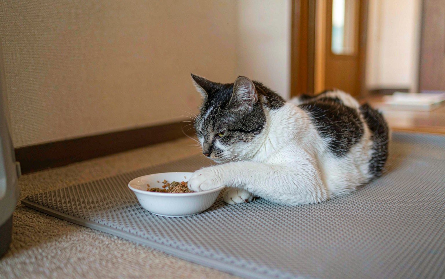 Feeding the Senior Cat and Dog: Small Adjustments That Keep Dinner Working