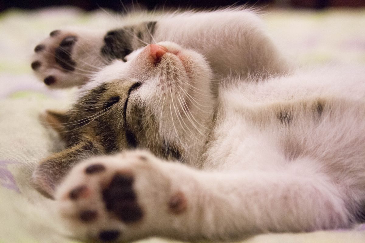 Feline Panleukopenia in Cats: Symptoms, Treatment, and Prevention