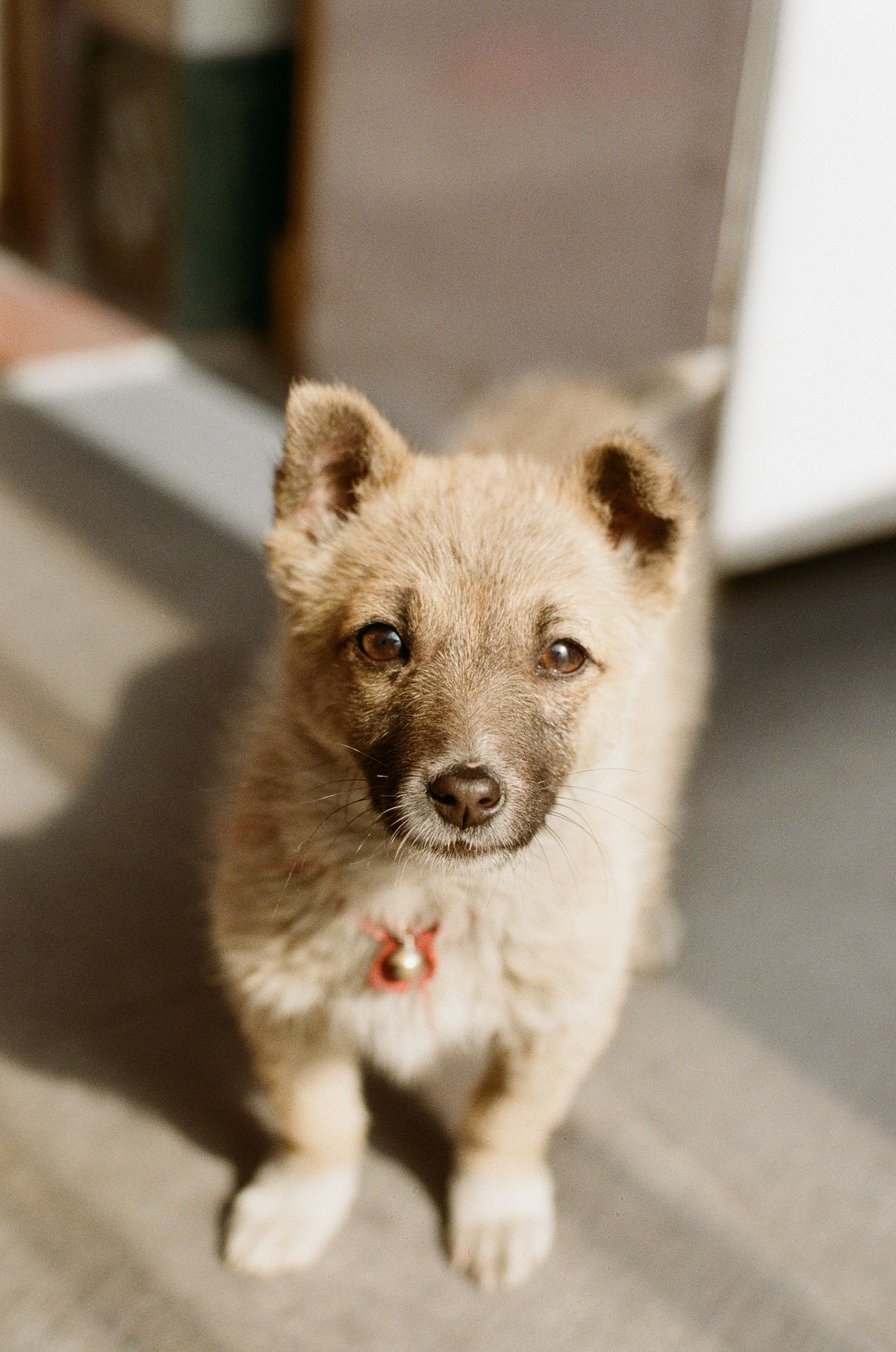 Giardia in Dogs: Symptoms, Home Care, and Prevention