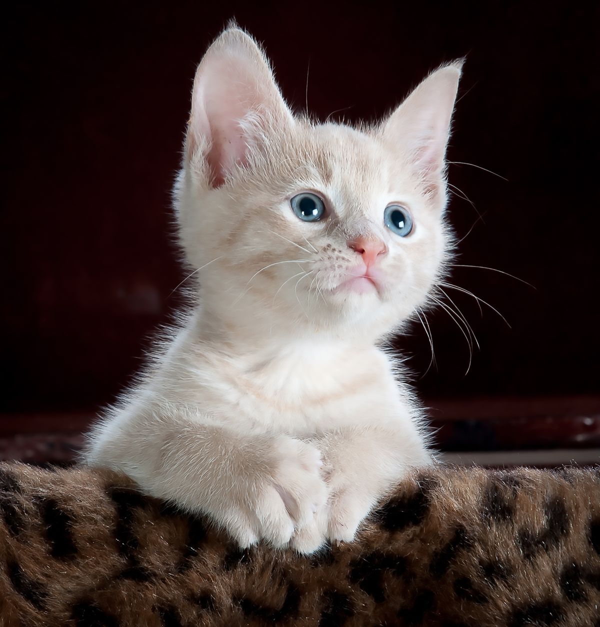 Gingivitis in Cats: Signs, Treatment, and How to Prevent Gum Disease