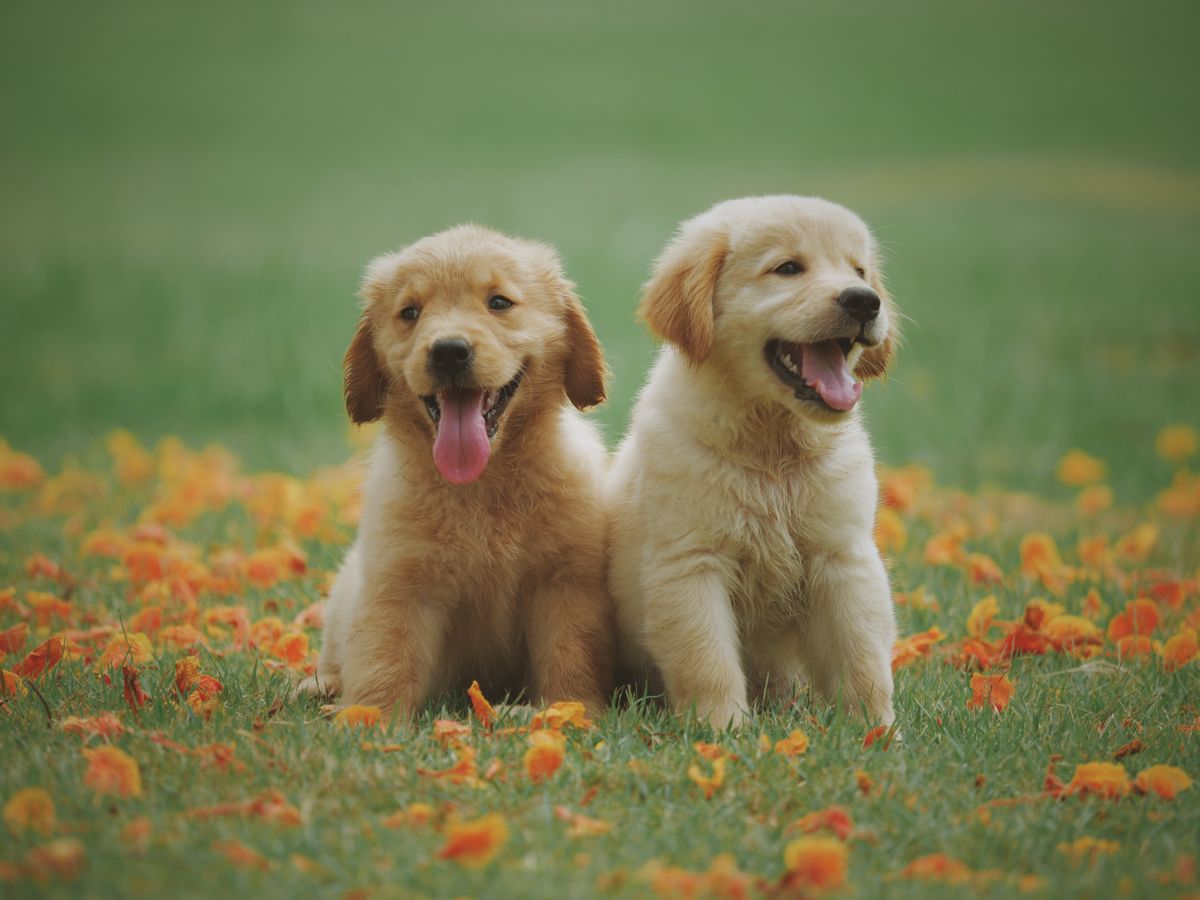 Glaucoma in Dogs: Symptoms, Emergency Care, and Treatment