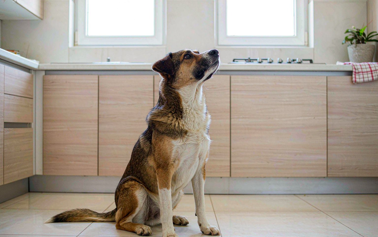 Grape and Raisin Poisoning in Dogs: Why There Is No Safe Amount