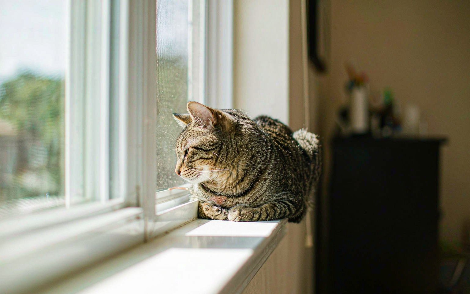 Inflammatory Bowel Disease in Cats: When Chronic Vomiting and Diarrhea Will Not Settle