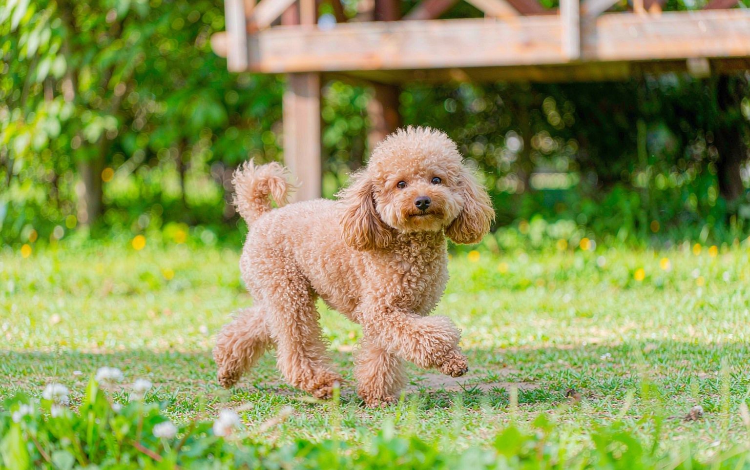 Luxating Patella in Small Dogs: Reading the Skipping Gait