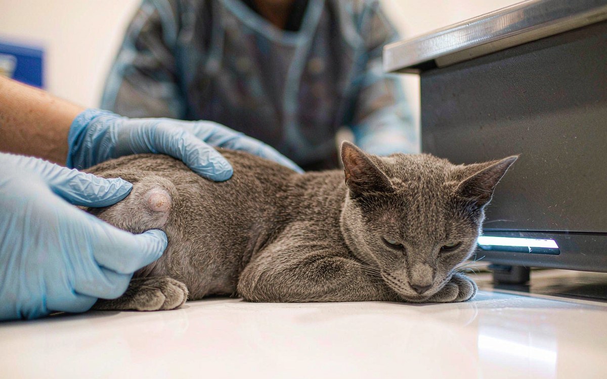 Mast Cell Tumors in Cats: What a New Skin Lump Really Means