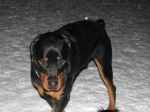 Muzzle Training: How to Turn a Scary Strap Into a Happy Habit