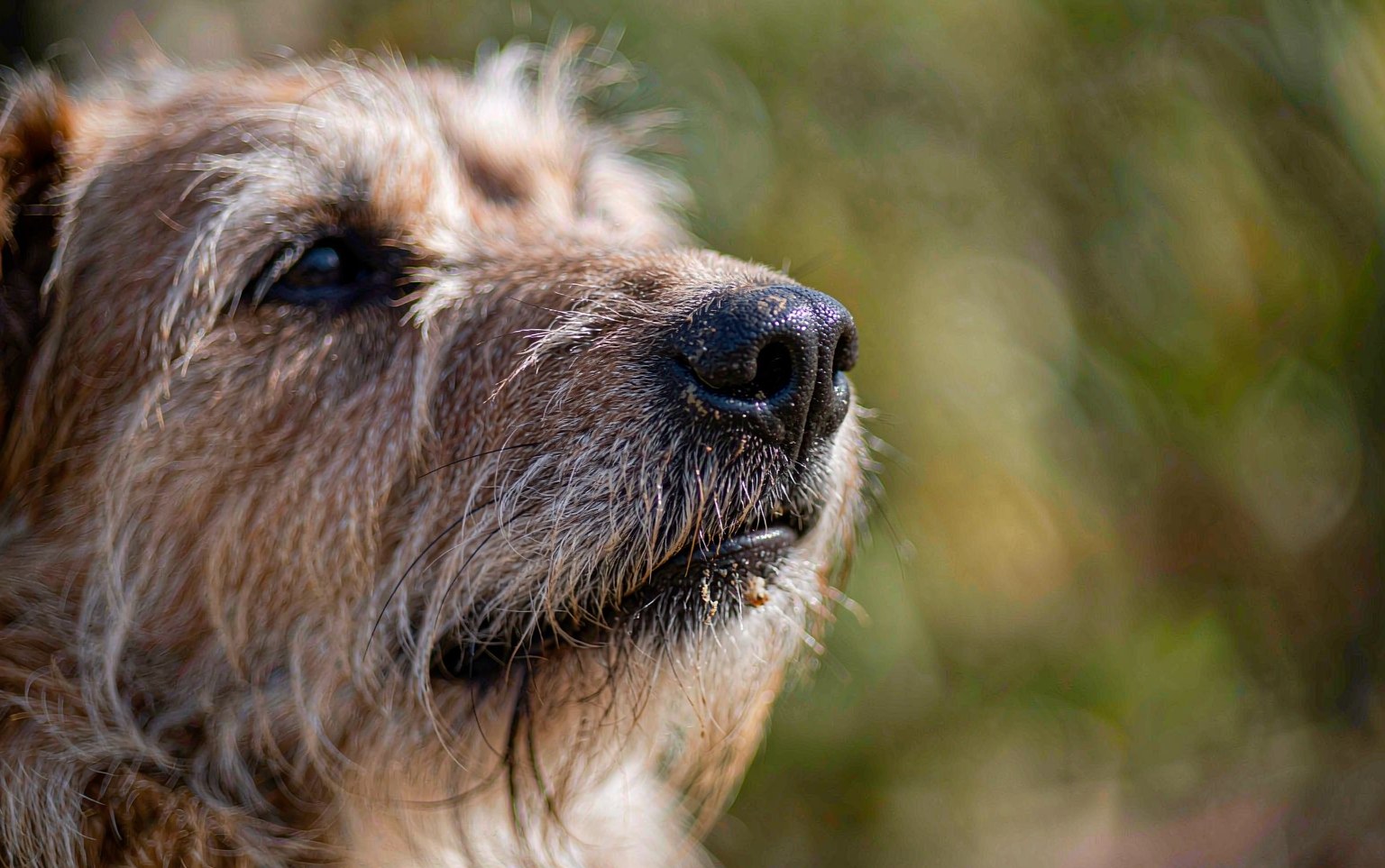Nasal Aspergillosis in Dogs: When a Stuffy Nose Becomes a Fungal Infection