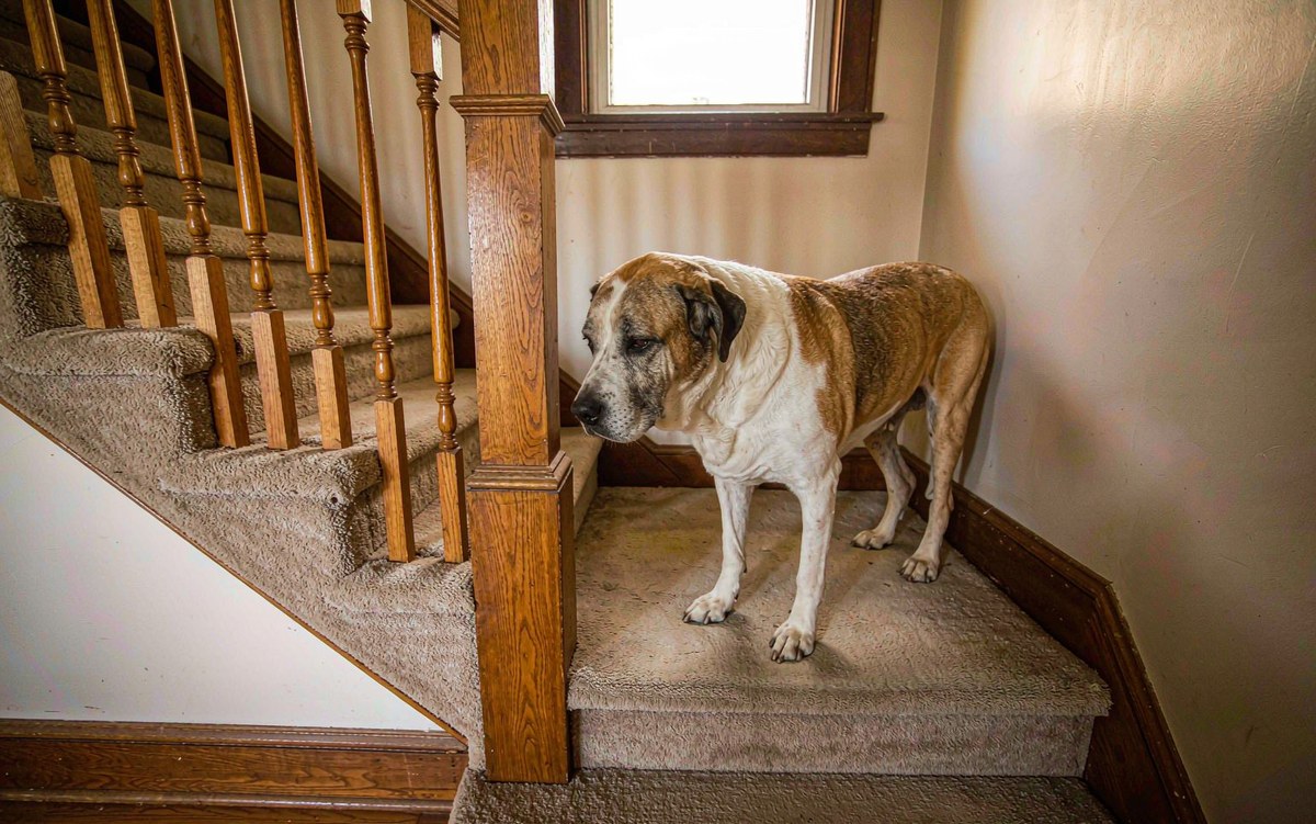 Osteoarthritis in Dogs: Pain You Can See Before the X-Rays Do