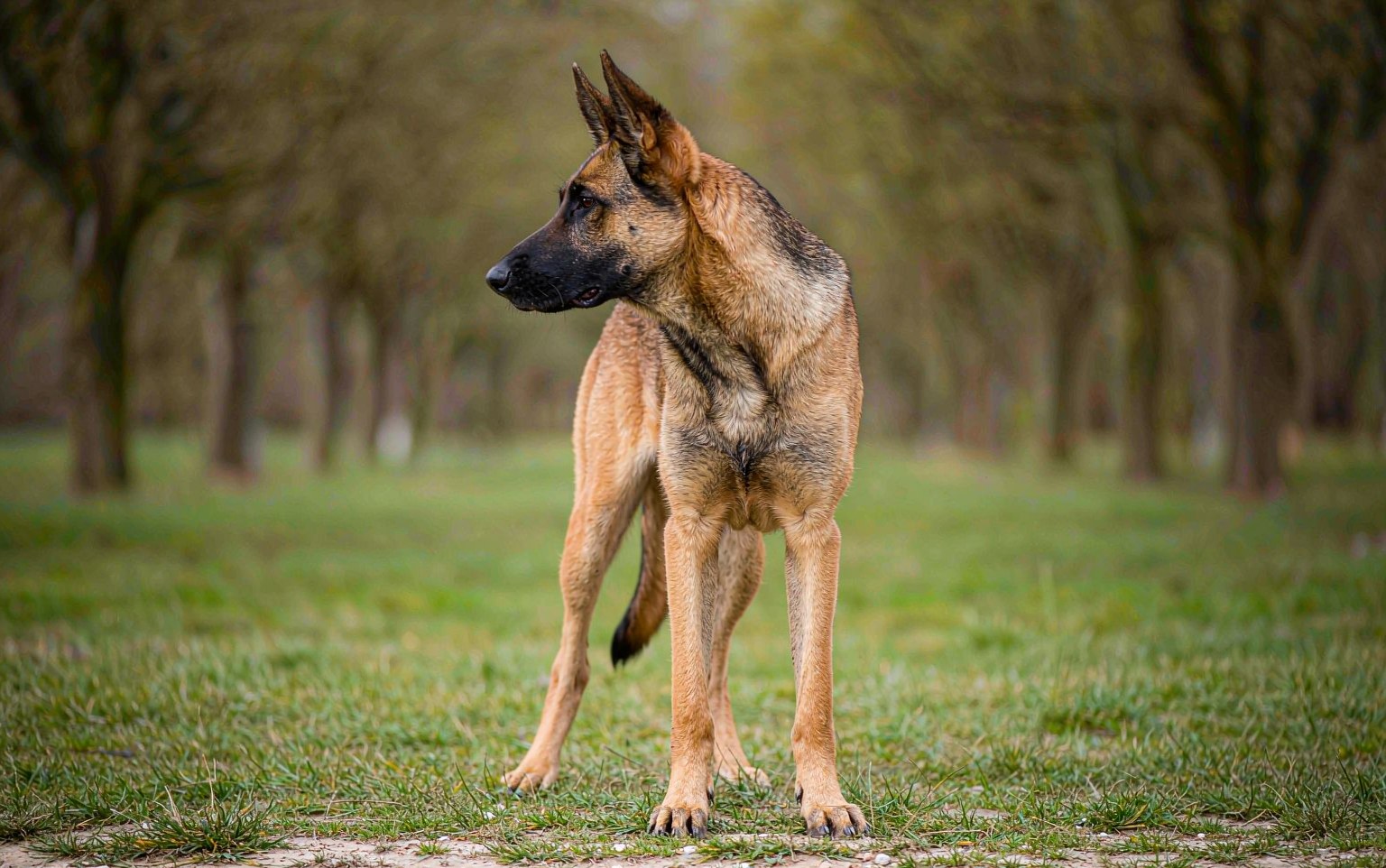 Panosteitis in Dogs: The Shifting Leg Lameness of Growing Pains