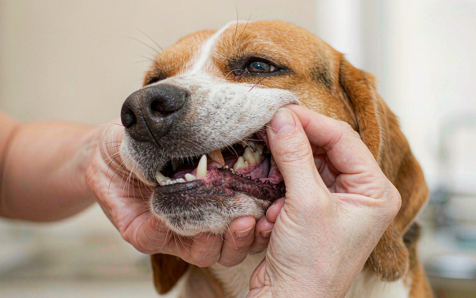 Periodontal Disease in Dogs: What Bad Breath Is Really Telling You