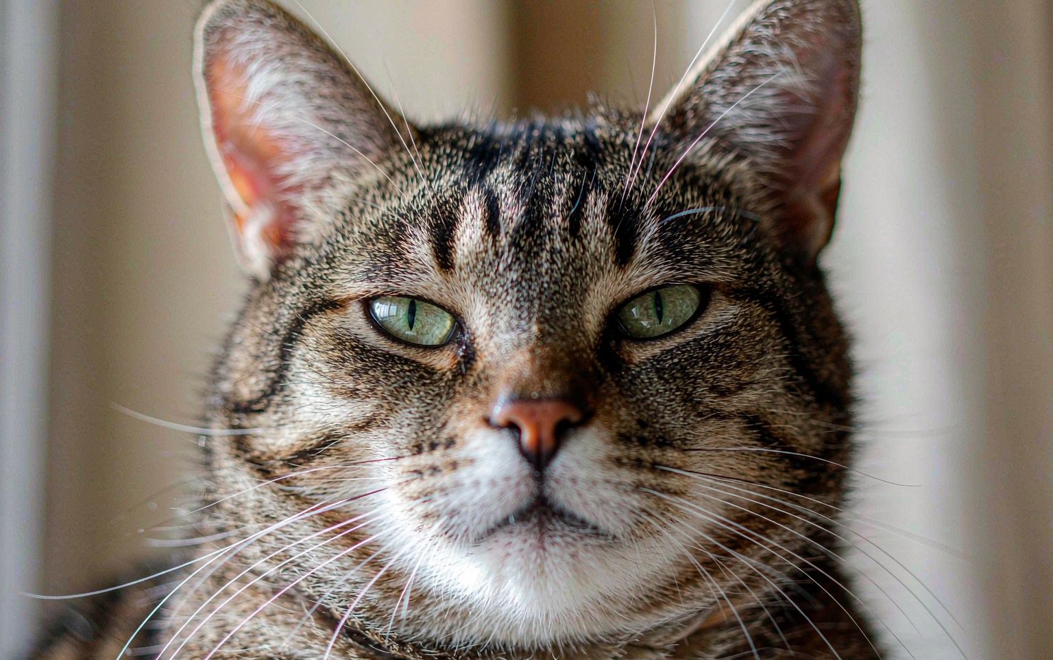 Progressive Retinal Atrophy in Cats: When Night Vision Fades First