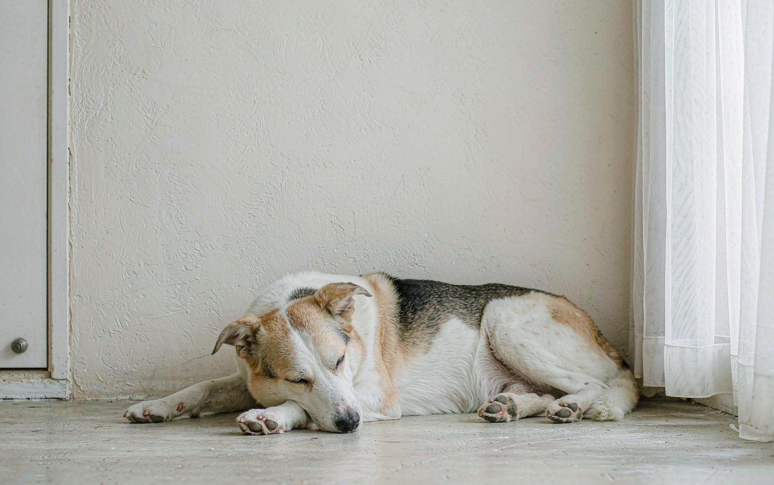Protein-Losing Enteropathy in Dogs: When the Gut Leaks Protein