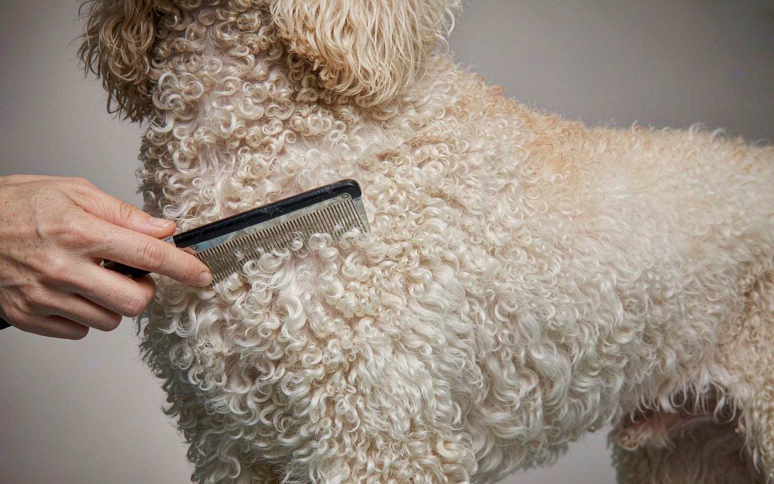 Sebaceous Adenitis in Dogs: When the Skin's Oil Glands Shut Down