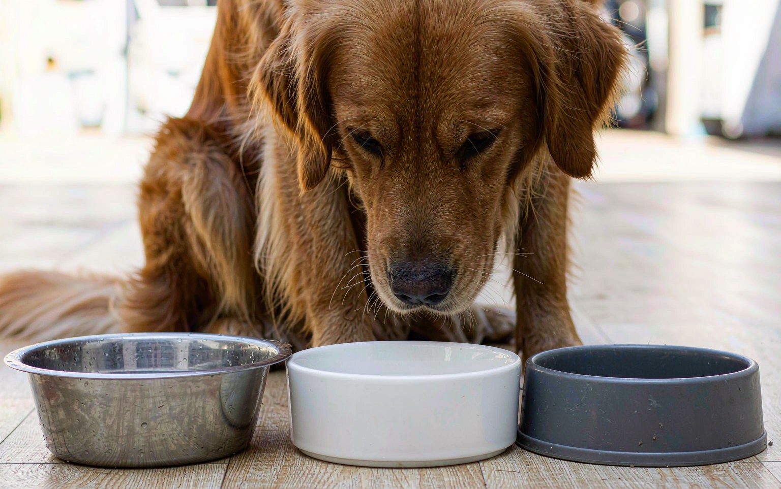 Stainless Steel, Ceramic, Plastic or Glass: Choosing the Right Food Bowl Material