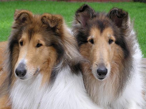Training That Travels: How to Proof Your Dog's Cues for the Real World
