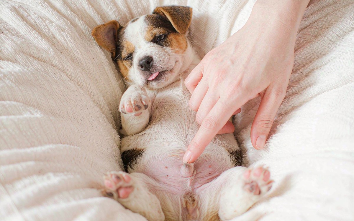 Umbilical and Inguinal Hernias in Dogs: When a Belly Lump Needs Surgery