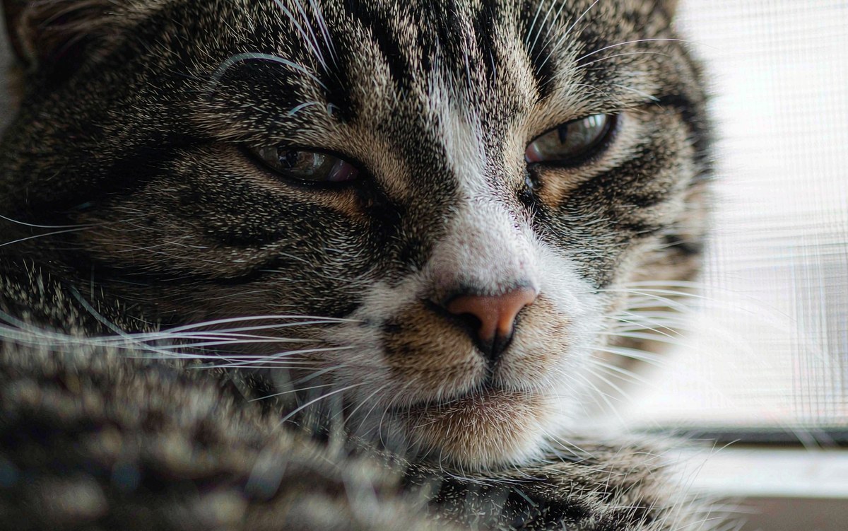 Uveitis in Cats: When Inflammation Inside the Eye Threatens Vision