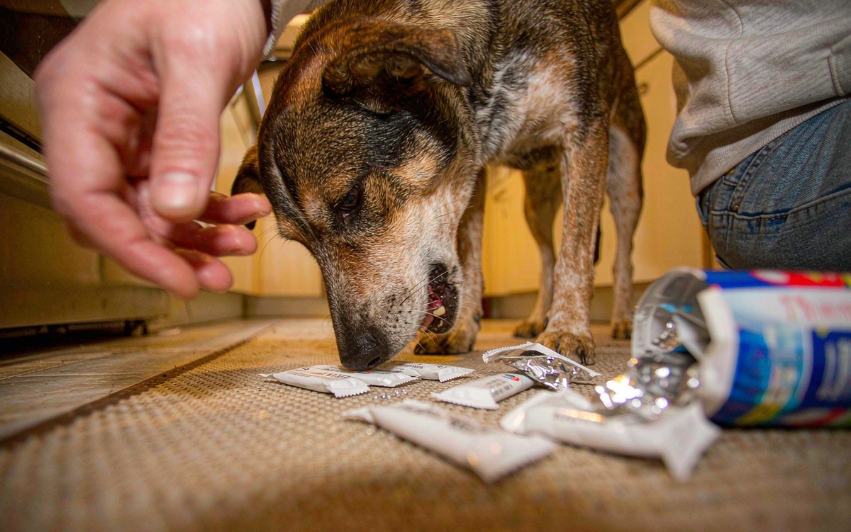 Xylitol Poisoning in Dogs: A Small Amount, A Fast-Moving Emergency