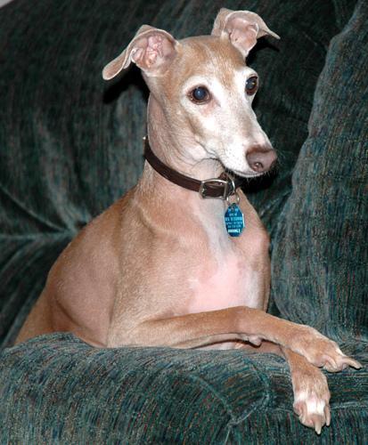 How Much Do Dogs Sleep? Sleep Needs by Age and a Calmer Night Setup