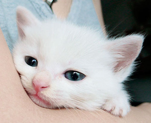 Clicker Training for Cats: From First Click to Real Cues in Four Weeks