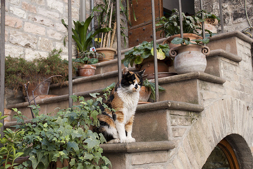 Why Do Cats Purr? It Is Not Always Happiness