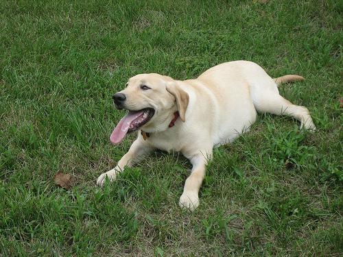 Laryngeal Paralysis in Dogs: Why an Older Dog's Breathing Gets Noisy
