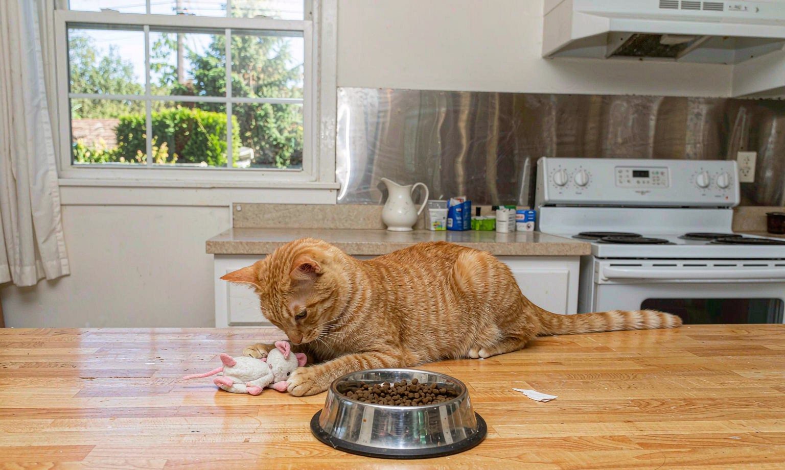 猫为什么把玩具藏进食盆和你的鞋里：读懂藏匿背后的储粮本能